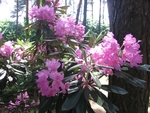 Цветы в ботаническом саду Минска